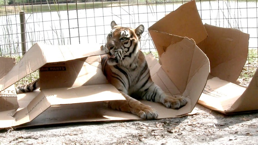Tiger mit Kartonschachtel.

https://www.youtube.com/watch?v=PVagSTNMbN4