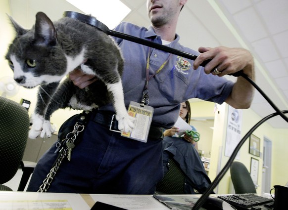 FILE - In this Wednesday July 20, 2011 file photo, Jacob Miller scans a cat for a microchip at the East Valley Animal Shelter in the Van Nuys section of Los Angeles. The search for your feline friend  ...