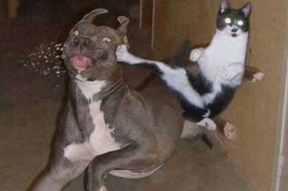 Katze Kung Fu Hund
https://www.youtube.com/watch?v=Q2bDfhXrOE4