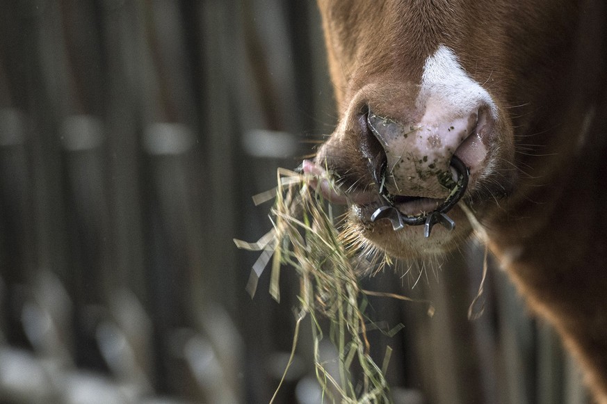 Ein Kuh frisst Heu auf dem Bauernhof der Familie Menoud, am Freitag, 3. Januar 2014, in Romanens. Von Familien bewirtschaftete Bauernbetriebe sollen im Agrarmarkt eine bessere Position erhalten. Das f ...