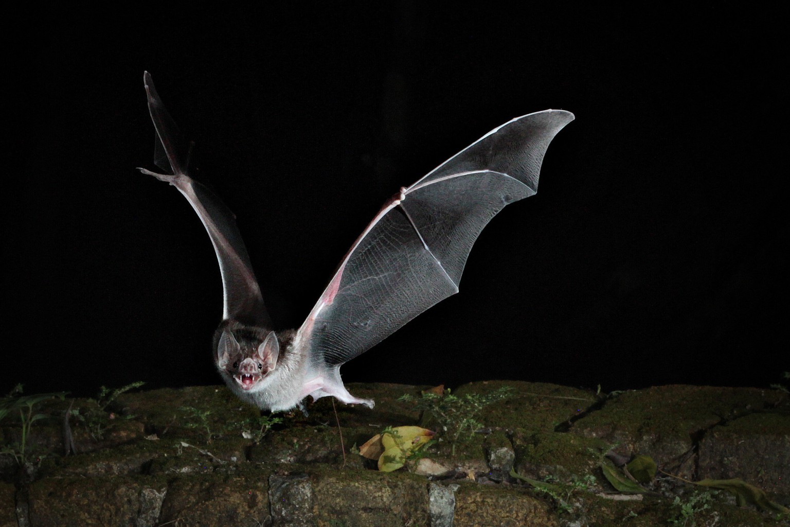 This photo provided by Andrea Rummel, Brown University, shows a bat. A three-ounce flying robot mimics the unique and more flexible way bats fly, this new robot prototype can do a better and safer job ...