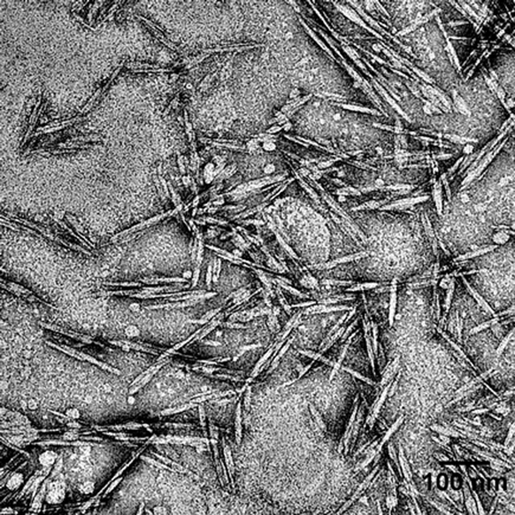 Stäbchenförmige Cellulose-Nanokristalle von rund 120 Nanometer Länge und 6,5 Nanometer Durchmesser unter dem Mikroskop.