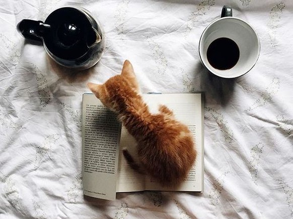 Katze beim Lesen

https://www.pinterest.com/pin/457608012117152183/