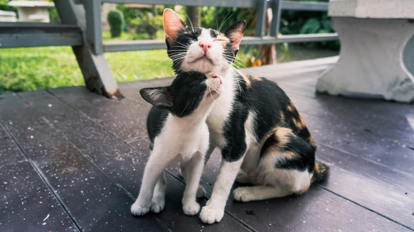 Katzenmutter mit ihrem Baby