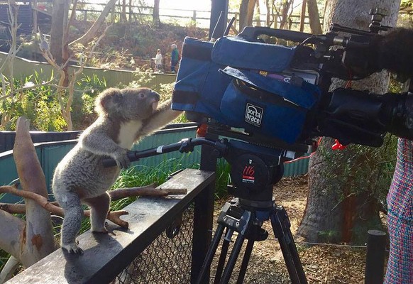 Koala filmt etwas mit einer Filmkamera