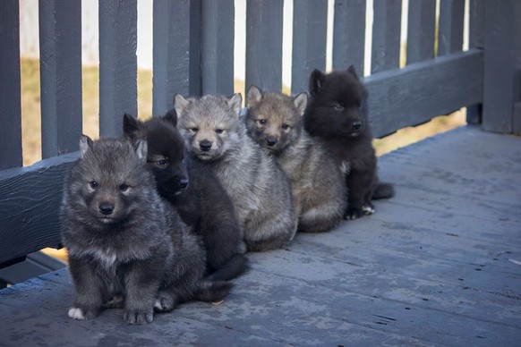 Wolf-Husky-Kreuzung
Cute News
http://imgur.com/account/favorites/Li44euZ