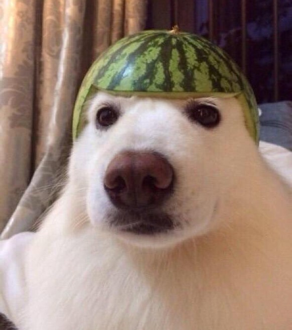 Hund mit Wassermelone auf dem Kopf
https://imgur.com/gallery/k5QQY