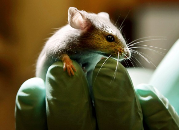 Eine Maus in einem US-Versuchslabor.