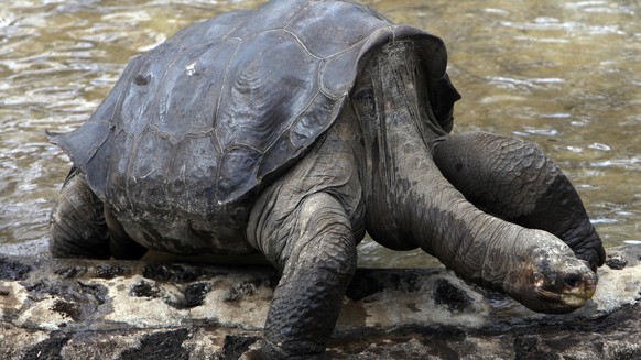 FILE - In this May 8, 2009 file photo, Lonesome George, the last giant terrestrial turtle of the Geochelone species abigdoni, is seen at Galapagos National Park in Puerto Ayora on Santa Cruz Island in ...