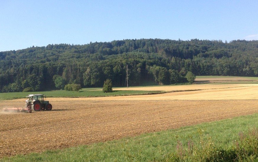 Das Waldstück rechts hinter dem Feld heisst Chlii-Amerika. Dort hat es: nichts.