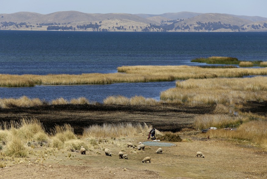Sheep graze near a burnt patch of reeds on the shores of Titicaca lake near Ancoraimes in Bolivia, September 7, 2015. REUTERS/David Mercado