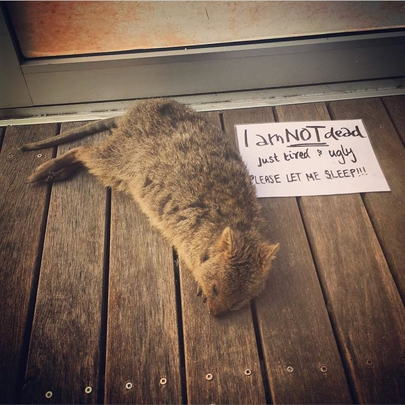 Quokka
Cute News
http://imgur.com/gallery/R8ljF