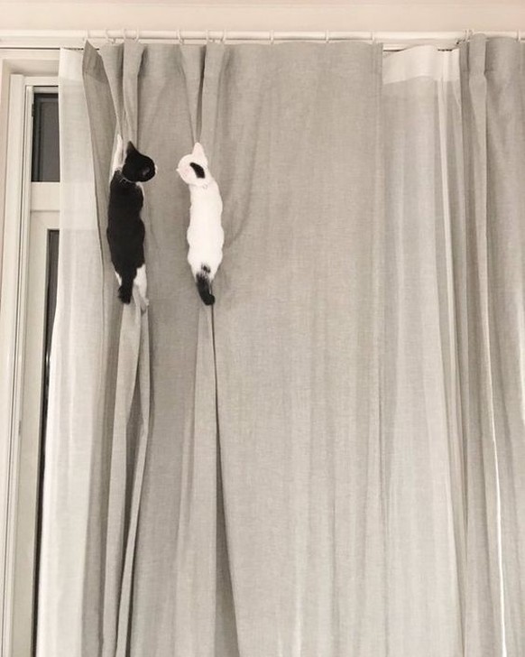 Katzen krabbeln Vorhang hoch.

https://twitter.com/dec12children