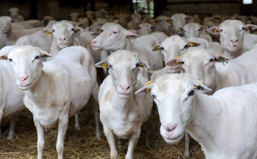 epa04907639 Some of the two thousand sheep sheared by sheep shearers of the German Sheep shearer Association at the sheep farm Teerling in Wagenfeld, Germany, 01 September 2015. The sheep farm only pr ...