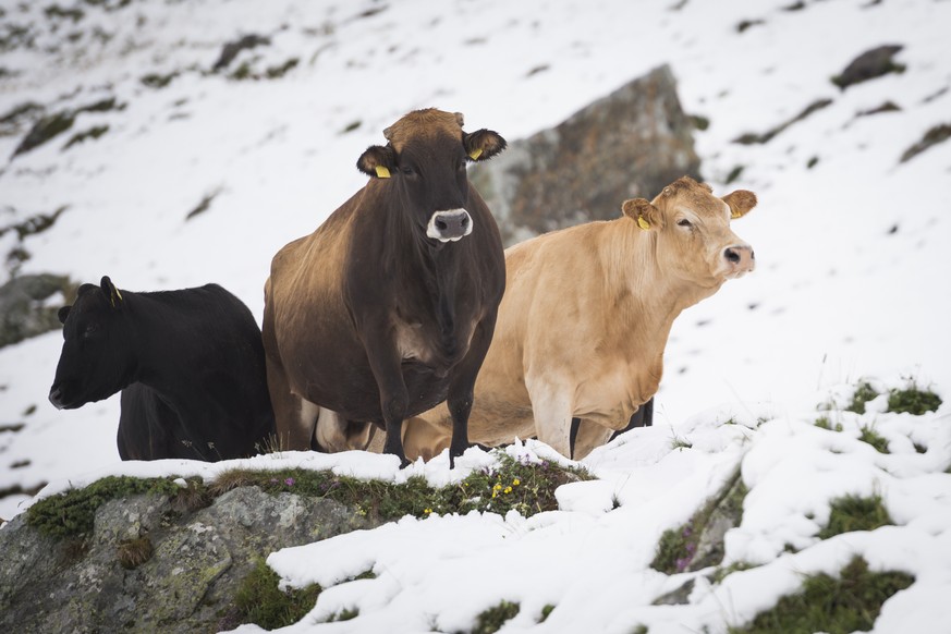 Kuehe stehen im Schnee, am Donnerstag, 14. Juli 2016, in Bivio. Eine Kaltfront hat der Schweiz in der Nacht auf heute Regen und - mitten im Sommer - Schnee gebracht. (KEYSTONE/Gian Ehrenzeller)