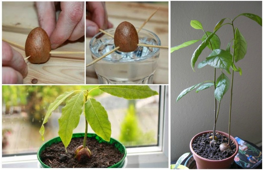 avocado stein samen pflanzen http://wonderfuldiy.com/how-to-plant-an-avocado-tree-from-seed/