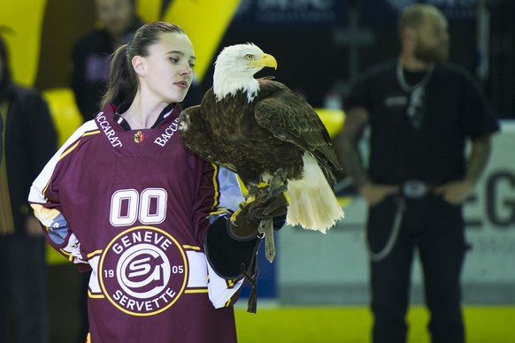 Sherkan fliegt normalerweise nur in der Les-Vernets-Halle in Genf. Hier ein Bild von den Playoffs 2014.