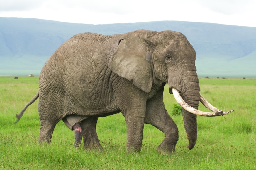 An Land der grösste Penis: Afrikanischer Elefantenbulle mit ausgefahrenem Glied.&nbsp;