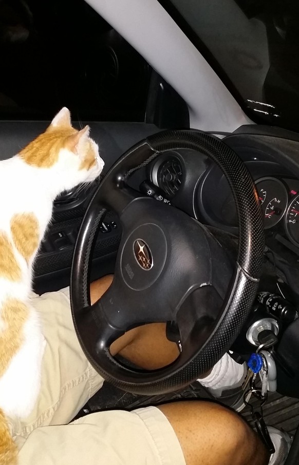 Katze in Auto.

http://imgur.com/gallery/qVkewhS