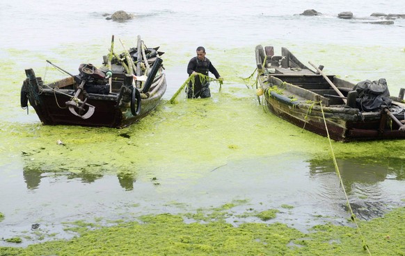 A man holds a mooring rope covered by algae in Qingdao, Shandong province, July 31, 2014. REUTERS/China Daily (CHINA - Tags: SOCIETY ENVIRONMENT) CHINA OUT. NO COMMERCIAL OR EDITORIAL SALES IN CHINA