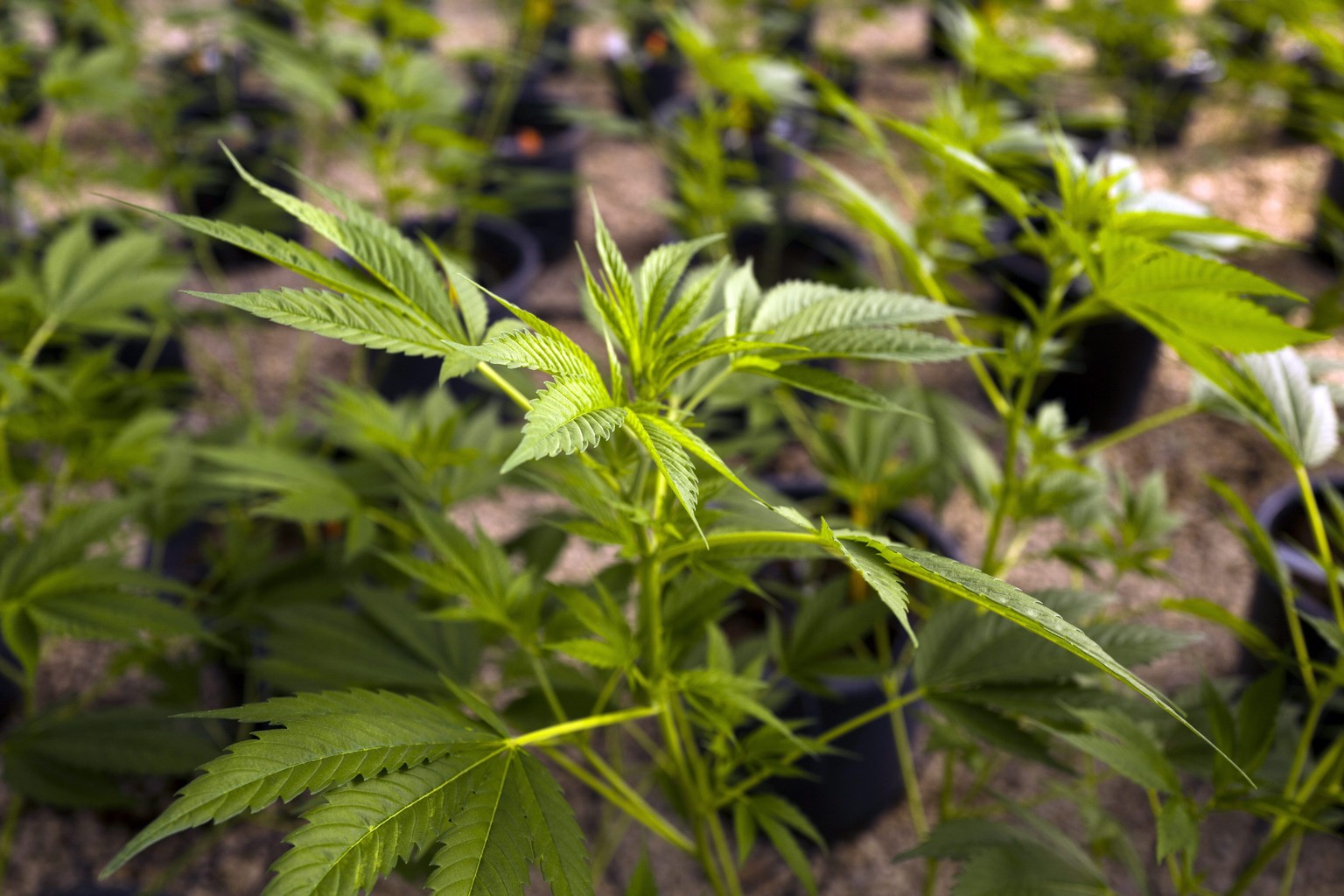 epa05731095 (FILE) - The file picture dated 29 February 2016 shows medical cannabis in the Tikun Olam nursery in Birya, outside Safed, northern Israel. The German parliament legalized cannabis for med ...