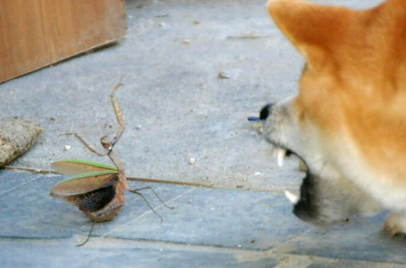 Hund und Gottesanbeterin
Cute News