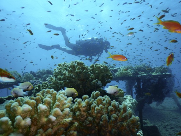 This Thursday, Jan. 17, 2019 photo, provided by the Interuniversity Institute for Marine Sciences, IUI, shows corals at the institute&#039;s coral farm in the Red Sea city of Eilat, southern Israel. A ...