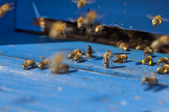 Bienen auf dem Rückzug.