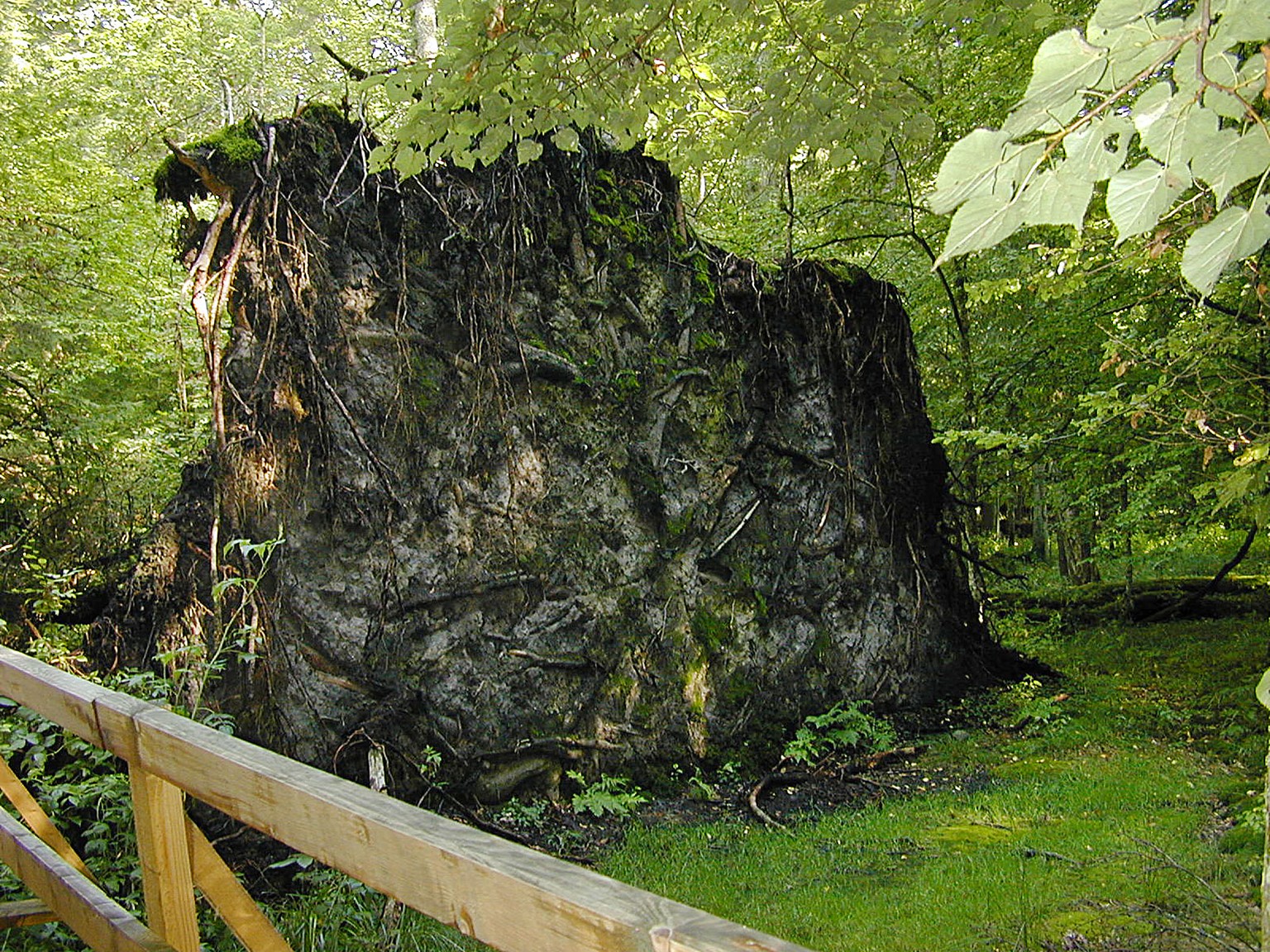 In this photo taken on Aug, 2006, a large dead tree lies on the ground in the Bialowieza National Park, a protected part of the Bialowieza Forest in eastern Poland. Polands government has sparked a c ...