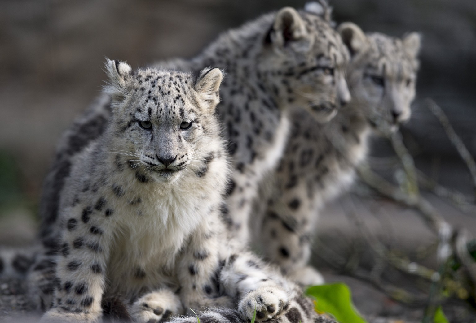 Drei junge Schneeleoparden (uncia uncia) sitzen in ihrem Gehege im Zoo in Basel am Mittwoch, 14. Oktober 2015. (KEYSTONE/Georgios Kefalas)