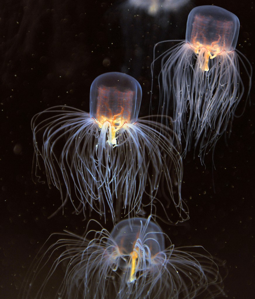 Das Gift der&nbsp;Chironex fleckeri&nbsp;aus der Gruppe der Seewespen gehört zu den stärksten im Tierreich. Unter Umständen kann es einen Erwachsenen innerhalb von wenigen Minuten töten.&nbsp;