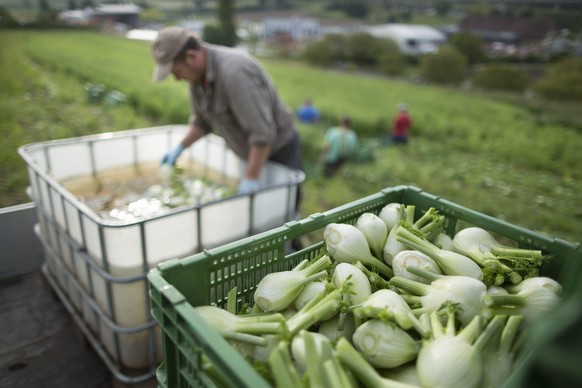 THEMENBILD --- Polnische Gastarbeiter von ernten auf einem Feld im Seeland bei Kerzers am 21. Mai 2014 biologisch angebauter Salat. Der Nationalrat hat am Dienstag, 25. November 2014 die Beratung des  ...