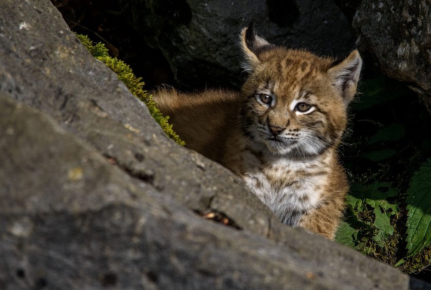 Süsser Luchswelpe
Cute News
https://pixabay.com/de/junger-luchs-luchs-raubtier-2482853/