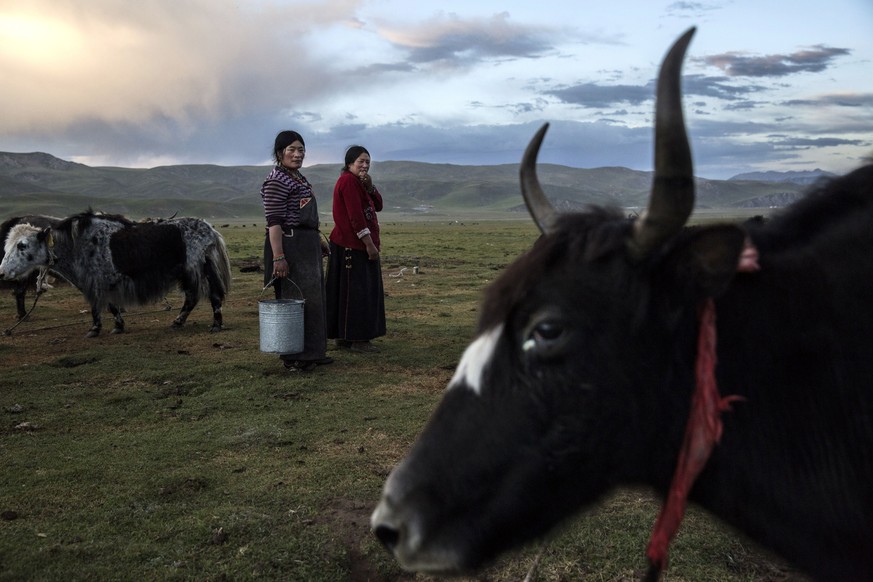 YUSHU, CHINA - JULY 27: Nomadic ethnic Tibetan women stand amongst their Yak herd at a camp on July 27, 2015 on the Tibetan Plateau in Yushu County, Qinghai, China. Tibetan nomads face many challenges ...