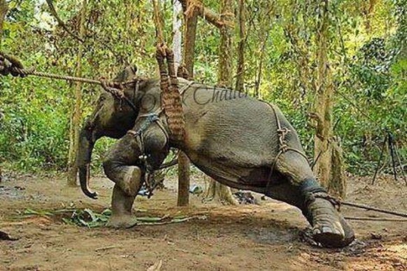 Wenn Elefanten Touristen befördern oder anders arbeiten sollen, wird in der Regel ihr Wille gebrochen.