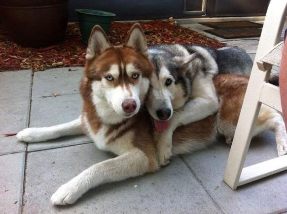 Moon Moon Husky
Cute News
http://www.ebaumsworld.com/pictures/animal-cuteness-overload/83383211/