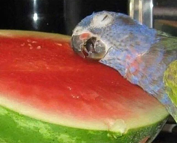 Papagei mag Wassermelone.
Cute News.
http://imgur.com/gallery/evEjR