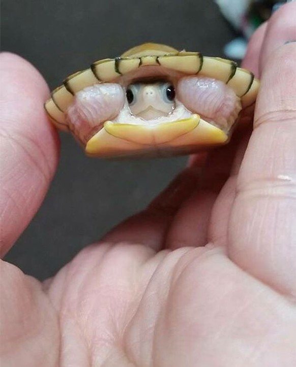 Schildkröte.

https://www.pinterest.com/pin/426434658444941260/