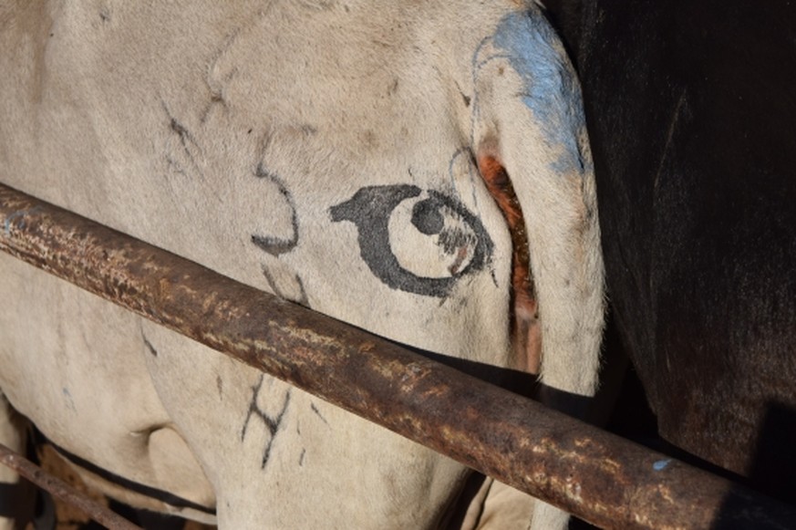 Auf den Hintern gemalte Augenpaare könnten Rinder in Afrika vor Löwenattacken schützen.