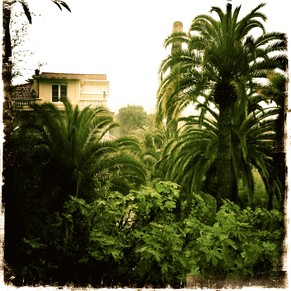 Regen, der auf Palmen fällt.