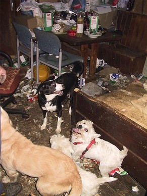 Eine Wohnung, aus der der aargauische Veterinärdienst Tiere abholen musste, weil die Mindestanforderungen des Tierschutzgesetzes nicht eingehalten wurden.