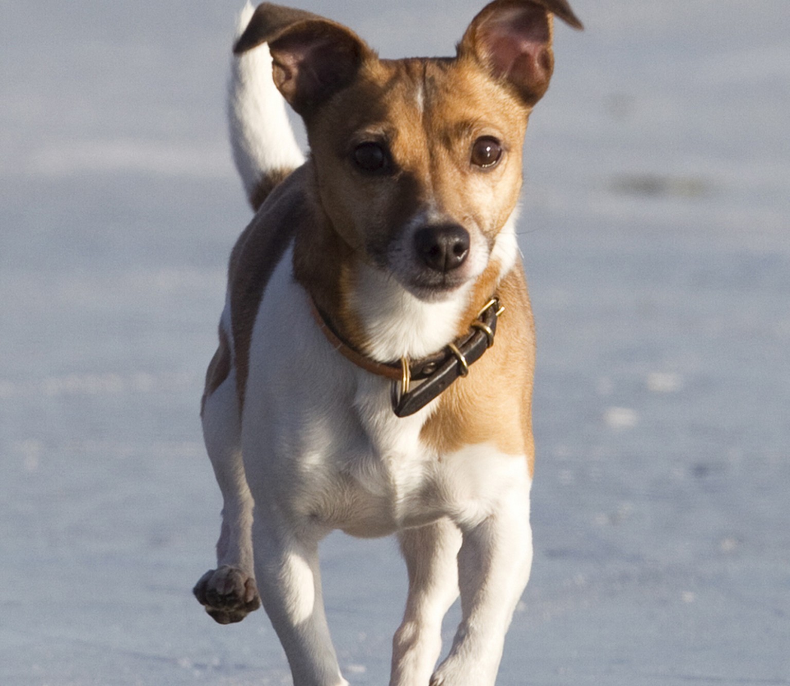20'253 registrierte Jack Russell Terrier lebten Ende 2013 im Land. 1727 davon wurden neu registriert.&nbsp;