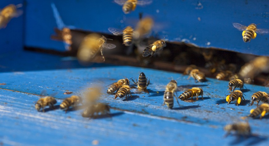 Honeybees of apiculturist Benedict Reinhardt return to their beehive, pictured on April 29, 2010 in Therwil in the canton of Basel-Land, Switzerland. (KEYSTONE/Martin Ruetschi)

Bienen des Baselbieter ...