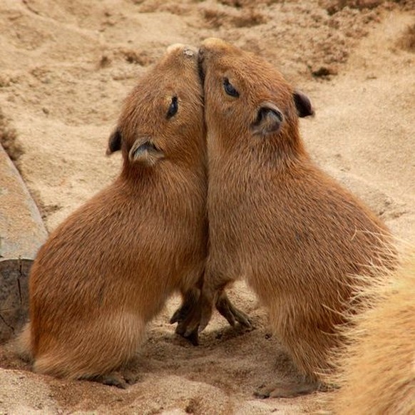 Capybara (Capibaren).
Cute News.
https://www.pinterest.com/pin/529595237413910250/