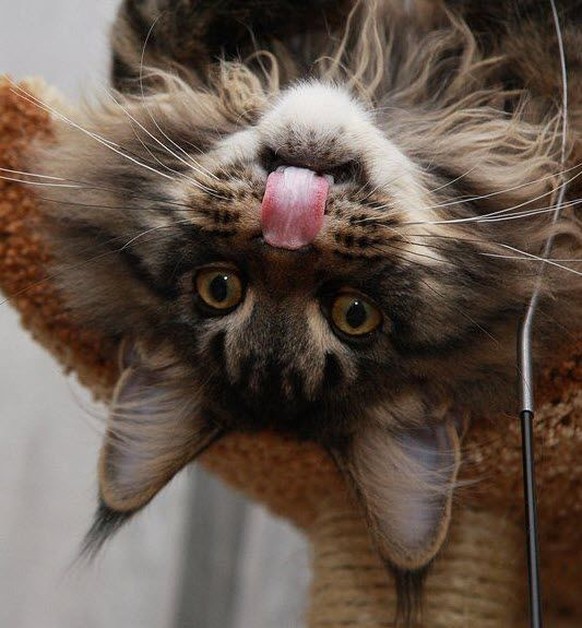 Katze streckt Zunge raus