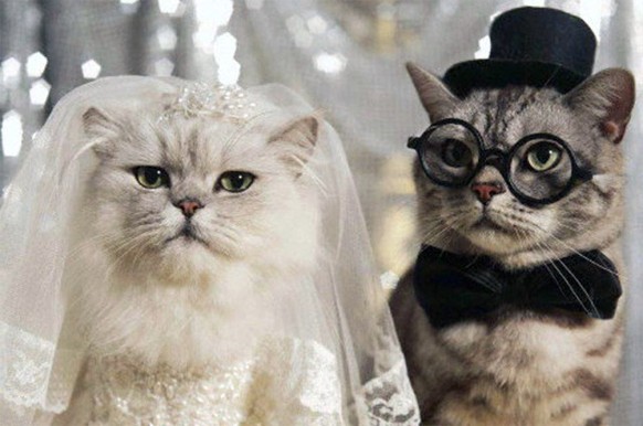 Katzen Hochzeit