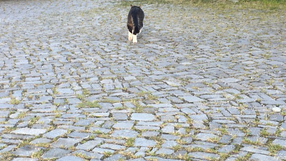 Aus der Sommerbroschüre von Graubünden Tourismus. Katze auf dem Kirchenplatz.