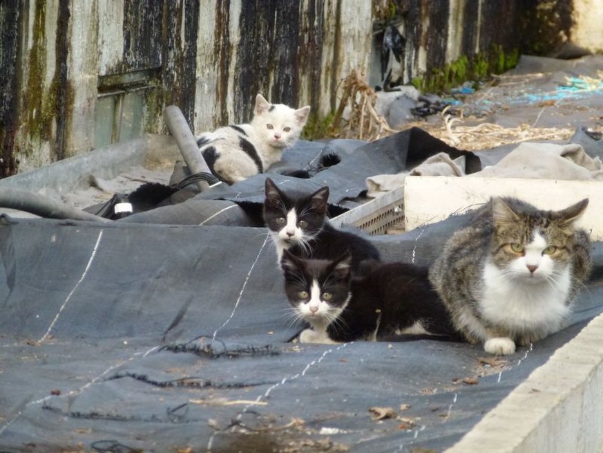 Kastrationsaktionen durch die Tierschutzorganisation NetAP