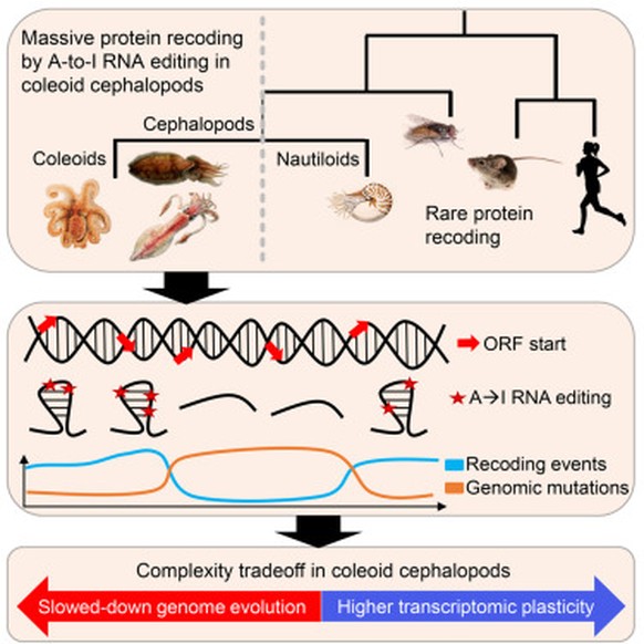 RNA könnte der Grund sein, wieso Tintenfisch so schlau sind.