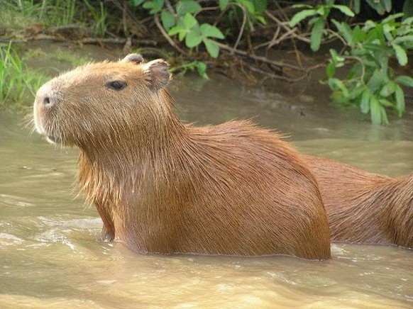 cute news tier capybara

https://www.reddit.com/r/capybara/comments/1ele28y/capybara/